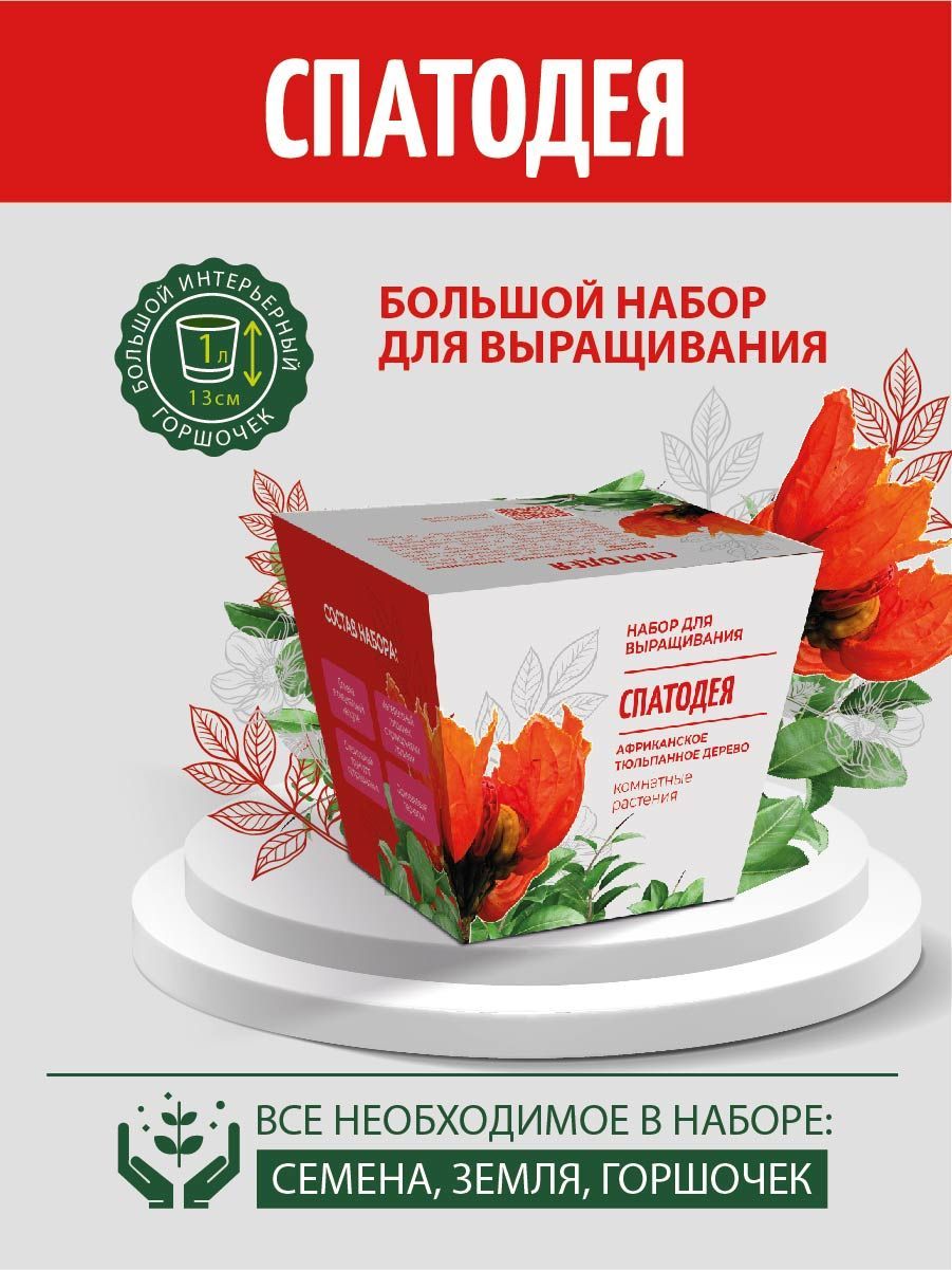 Набор для выращивания ЭкоКлуб, Спатодея, Многолетник купить по выгодной  цене в интернет-магазине OZON (1148409314)