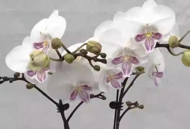 орхидея биг лип vanilla ice cream. пальчатокоренник дюрвиля. байкальские цветы орхидеи пушкино. фаленопсис старфиш. Caesar.