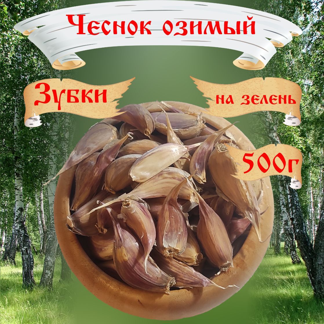 Чеснокозимыйзубчики,дляпосадкиназелень,500г,RusAgro62