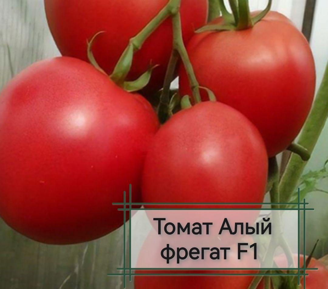 Сорт Томатов Алые Свечи Отзывы Фото