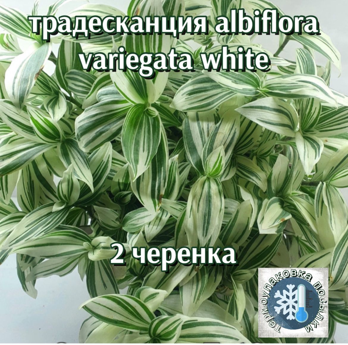 Традесканция Albiflora variegata white, 2 черенка