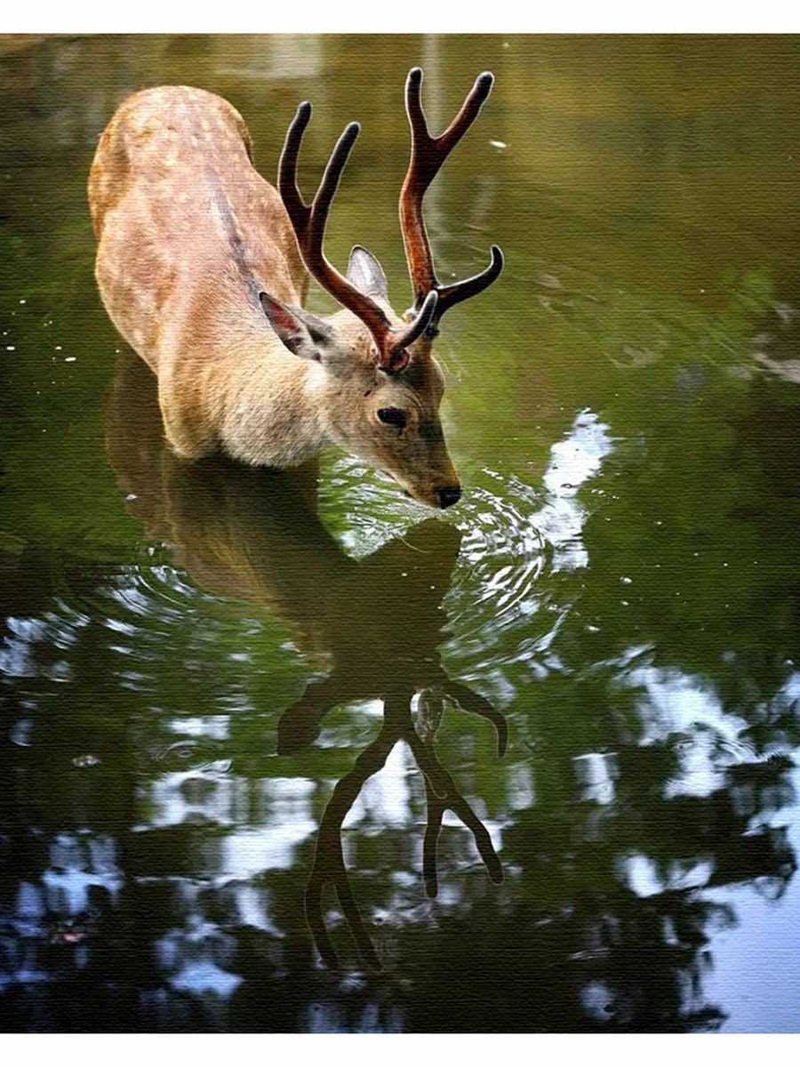 Лань у воды