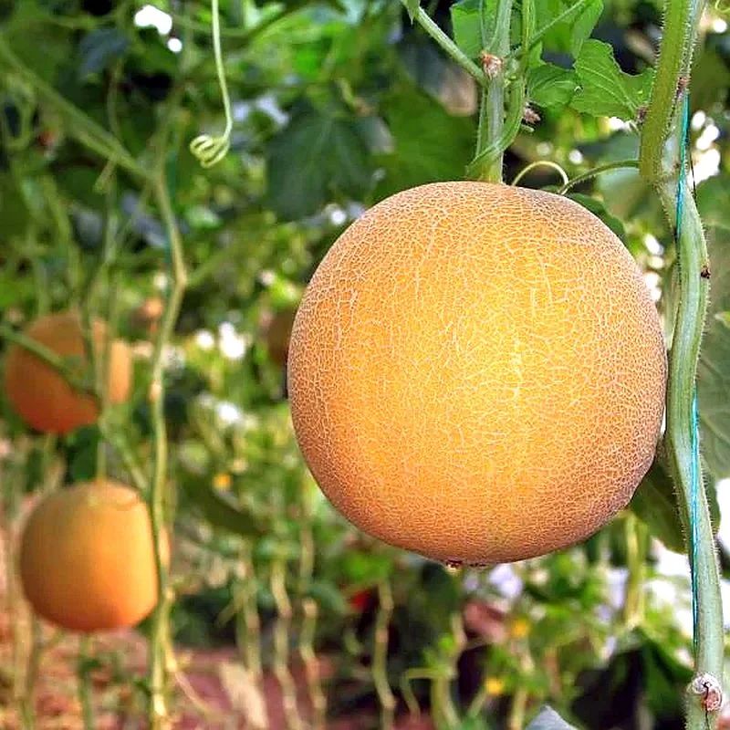 гавриш дыня злато скифов f1. ). дыня злато. дыня злато скифов 1+1 гавриш (шт. дыня злато скифов f1 15 шт.