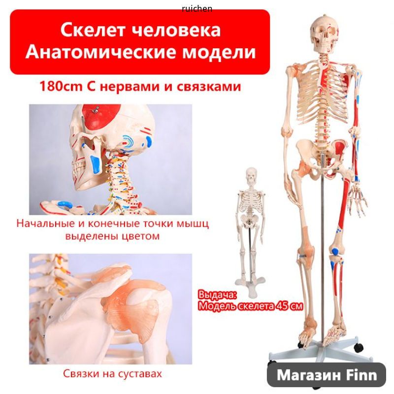 Анатомическая модель скелета человека 180 см, со съемным черепом ...