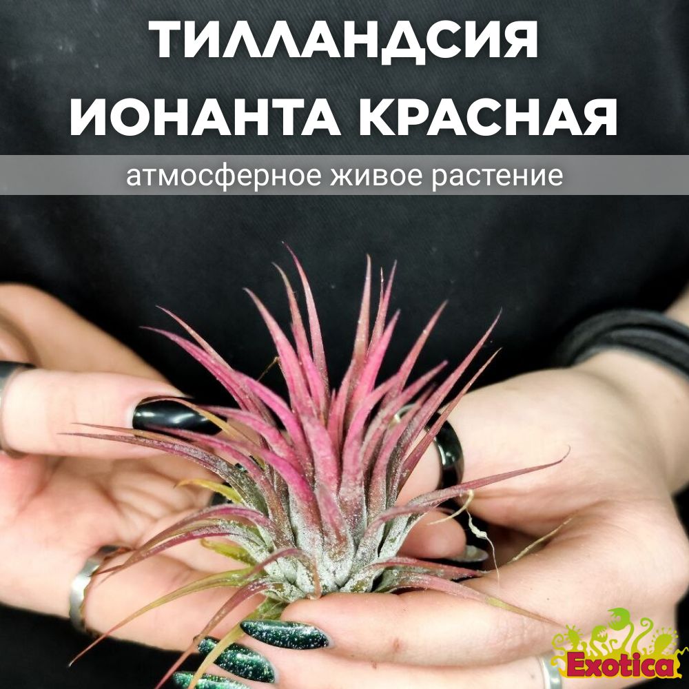 Тилландсия Ионанта Красная (Tillandsia Ionantha Red), атмосферное растение