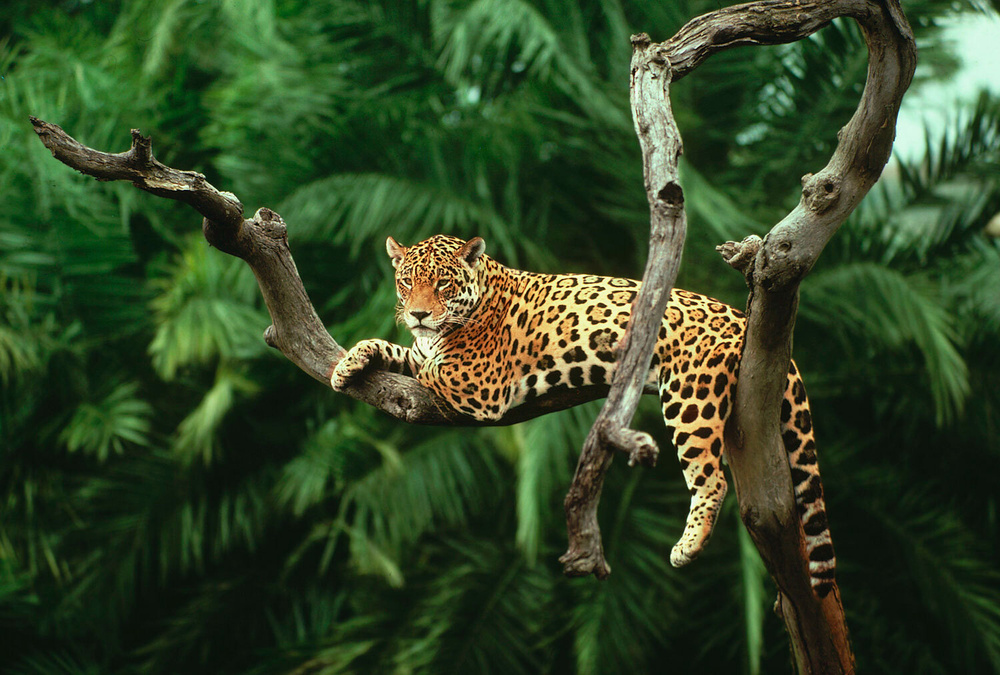 Фотообои на стену URBAN Design UDS-075 Леопард в джунглях, 200 х 135 см, флизеиновые  #1