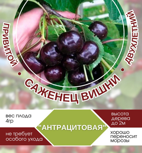 Черешня Россошанская Черная. Краткий обзор, описание характеристик, где купить с