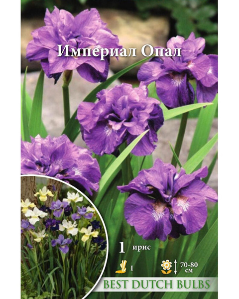 Луковицы Ирисы НК-Русский огород купить по выгодной цене в интернет ...