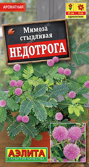 Мимоза, Разнообразные комнатные Аэлита Мимоза Недотрога (10 семян), 2 ...