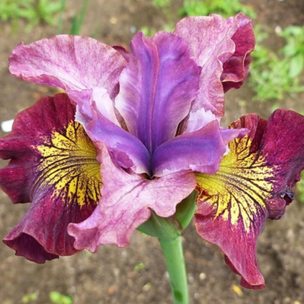 Луковицы Ирисы BoriNat купить по выгодной цене в интернет-магазине OZON ...