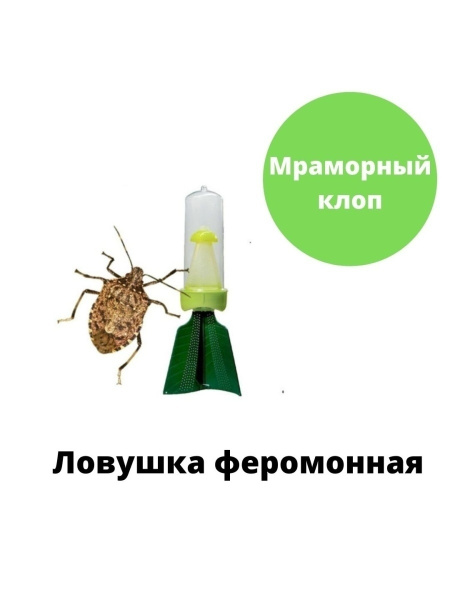 Феромонная ловушка Мраморный клоп - купить с доставкой по выгодным ...