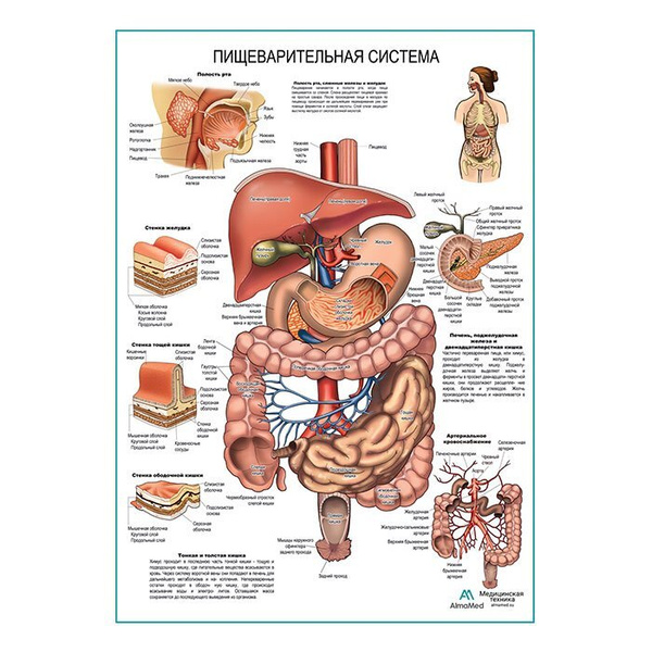 Строение органов пищеварения человека рисунок с описанием