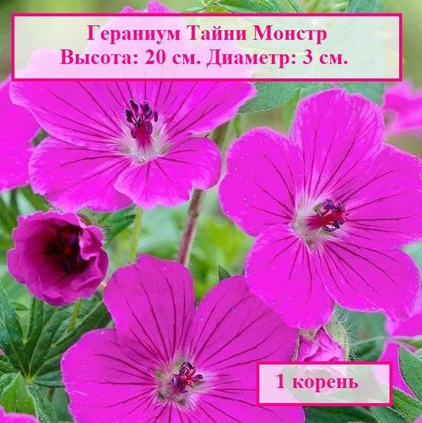 Гераниум Тайни Монстр (1 корень.) купить на OZON по низкой цене (918175436)