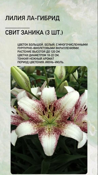 Лилии свит заника фото