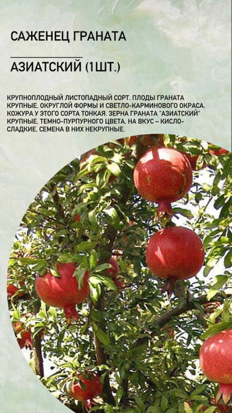 Саженец дерева граната Многолетние плодовые деревья - купить с ...