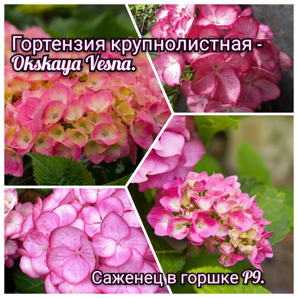 Гортензия крупнолистная okskaya Vesna