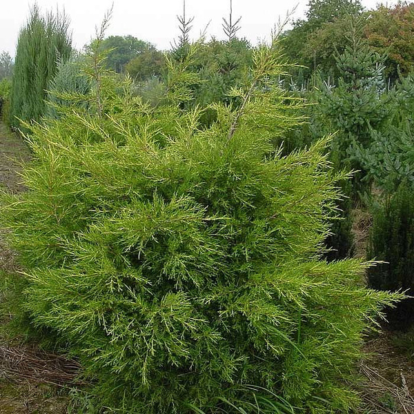 Juniperus chinensis 'Kuriwao Gold' Питомник Тайга