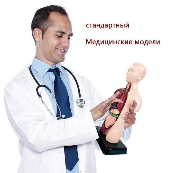 Анатомическая модель,Анатомическая модель для детей "Строение тела ...