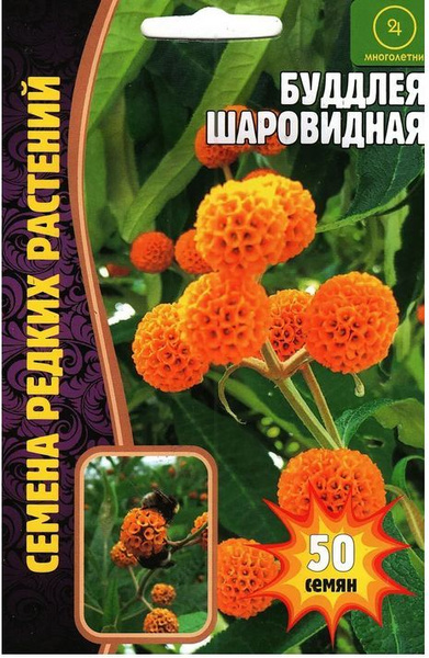 Буддлеи Григорьев Буддлея ШАРОВИДНАЯ - купить по выгодным ценам в ...