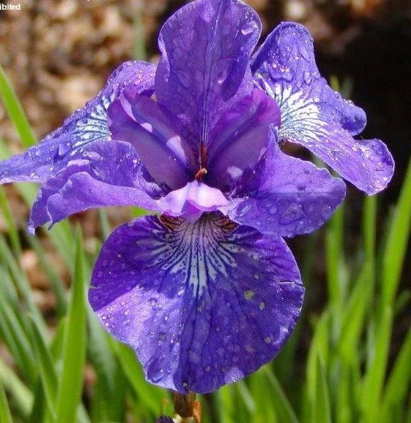 Луковицы Ирисы Цветояр купить по выгодной цене в интернет-магазине OZON ...