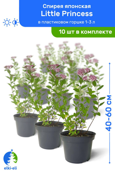 Характеристики Спирея японская Little Princess (Литтл Принцесс) 40-60 ...