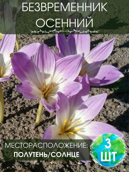 Луковицы Безвременник (Колхикум) купить по выгодной цене в интернет ...