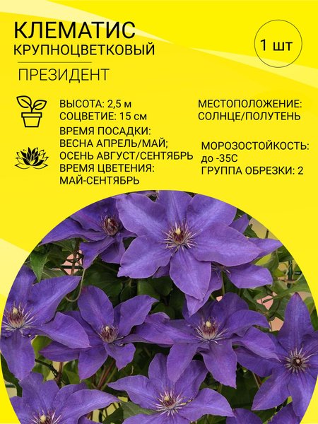 Клематис, Клематисы Клематис крупноцветковый - купить по выгодным ценам ...