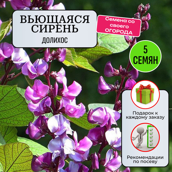 Долихос РепешОК долихос - купить по выгодным ценам в интернет-магазине ...