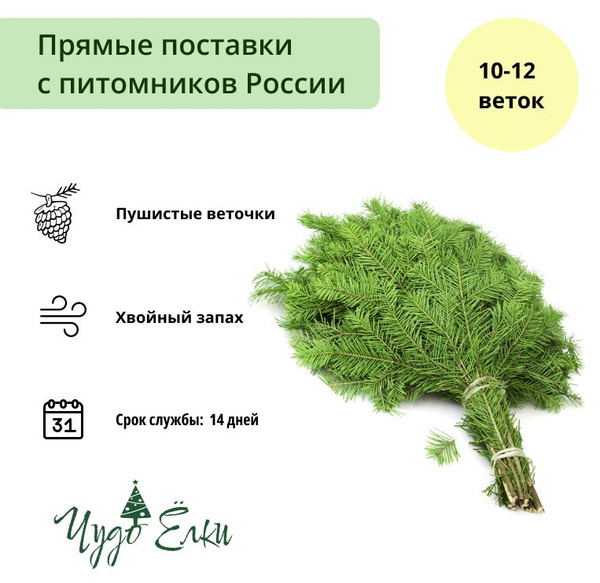 Новогодние PREMIUM ветки Сибирской Пихты - купить по выгодной цене в ...