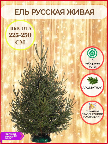 Ель живая срезанная новогодняя русская 225-250 см БЕЗ подставки ...