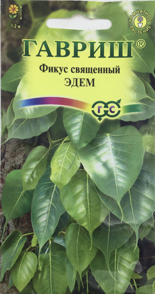 Гавриш Фикус священный Эдем - купить по выгодным ценам в интернет ...