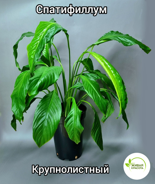 Комнатные растения спатифиллум крупнолистный - купить по выгодной цене ...