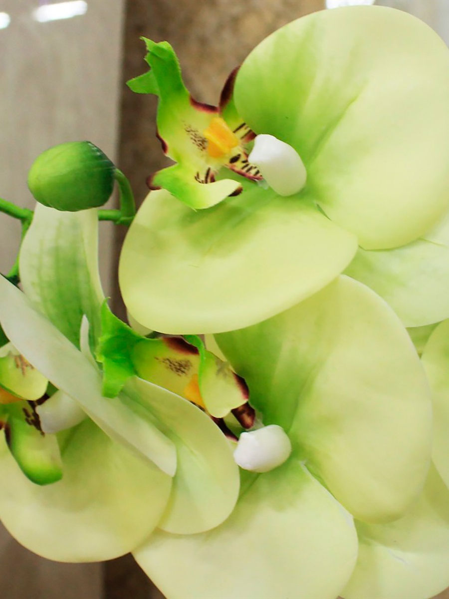 зеленое яблоко орхидея фото
