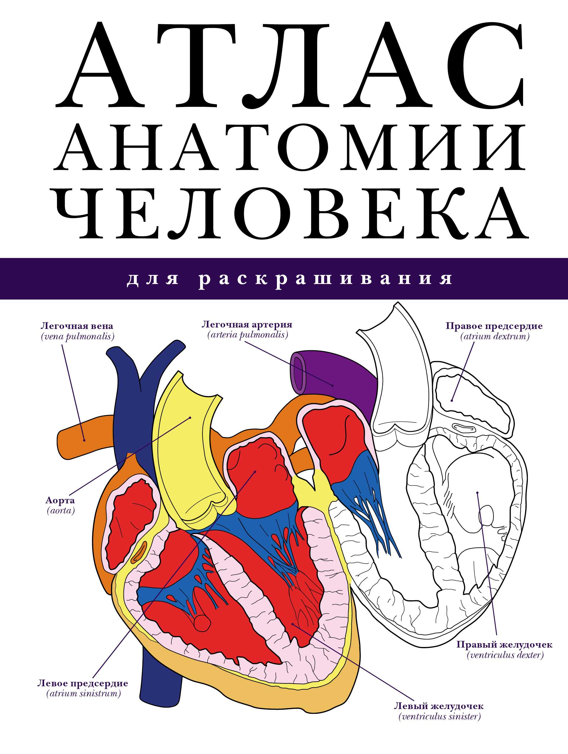 Анатомия Человека Г Л Битич Купить