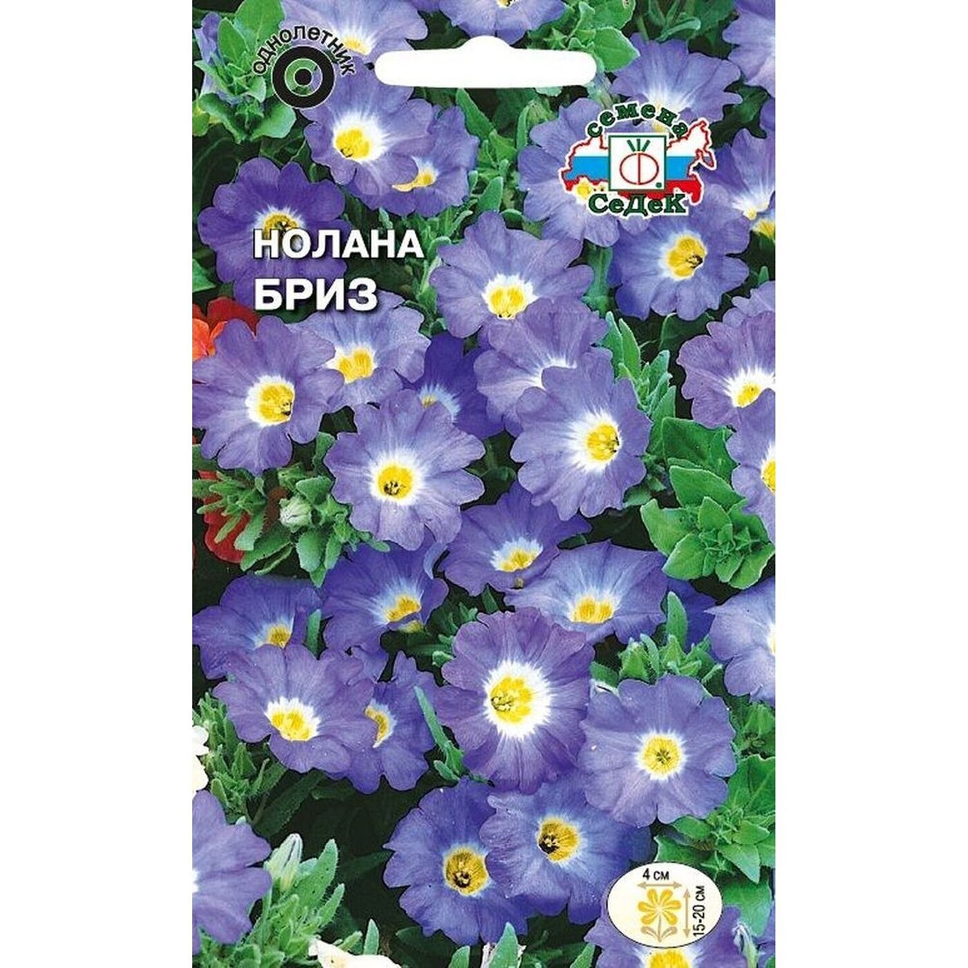 Нолана цветок