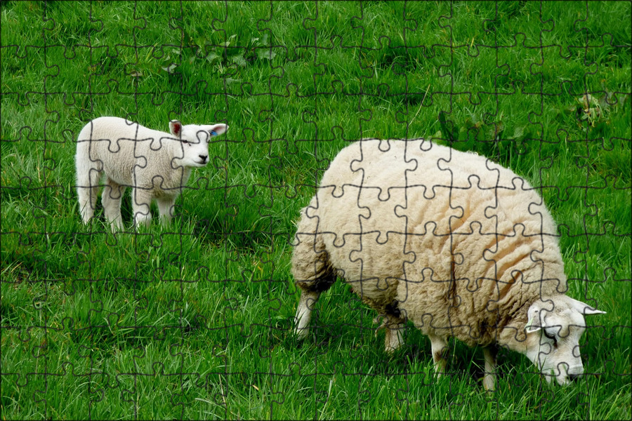 Ягненок 3 месяца. Украинская овца. Интересная информация о овцах. Овечьи фермы в России. Три барашка украинские.