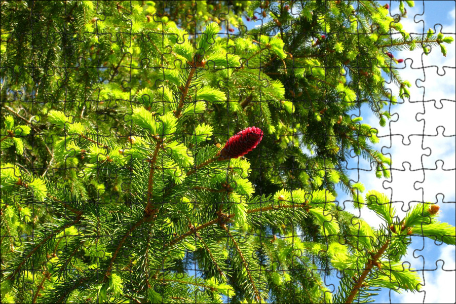 Елочное дерево. Picea Abies tabuliformis. Пихта Башкирская. Ель обыкновенная хвоя. Ель Балатон.