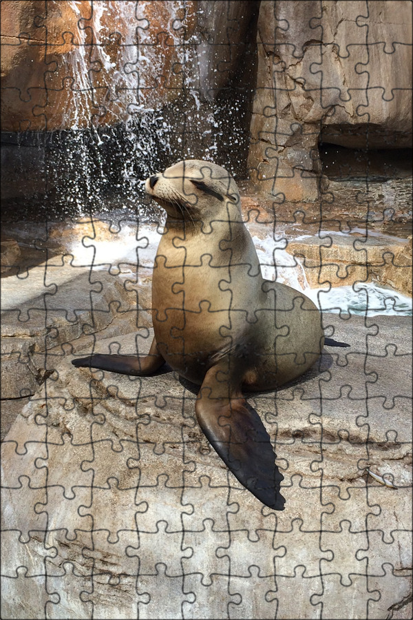 Фото морского котика