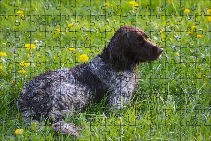 Русский сеттер