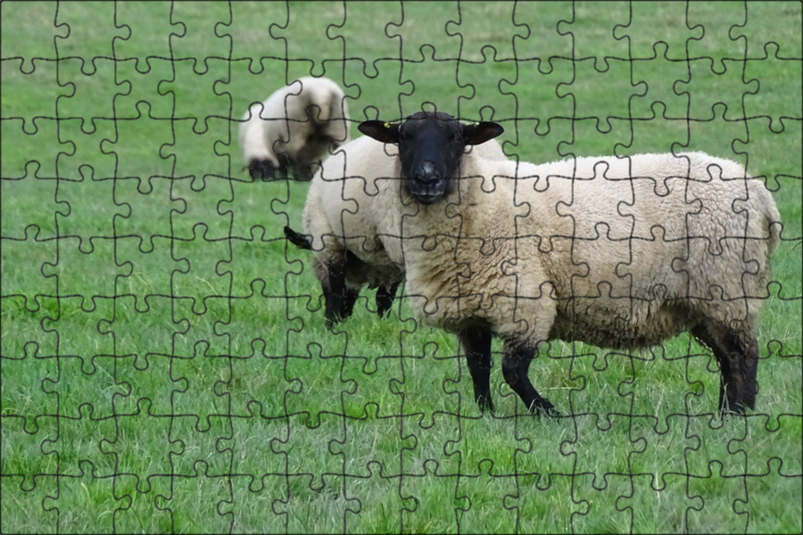 The sheep in the field. Овца на траве. овечка полли. овцы в поле фото. sheep in the field перевод.