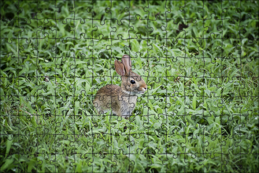 Rabbit on a green meadow free image download