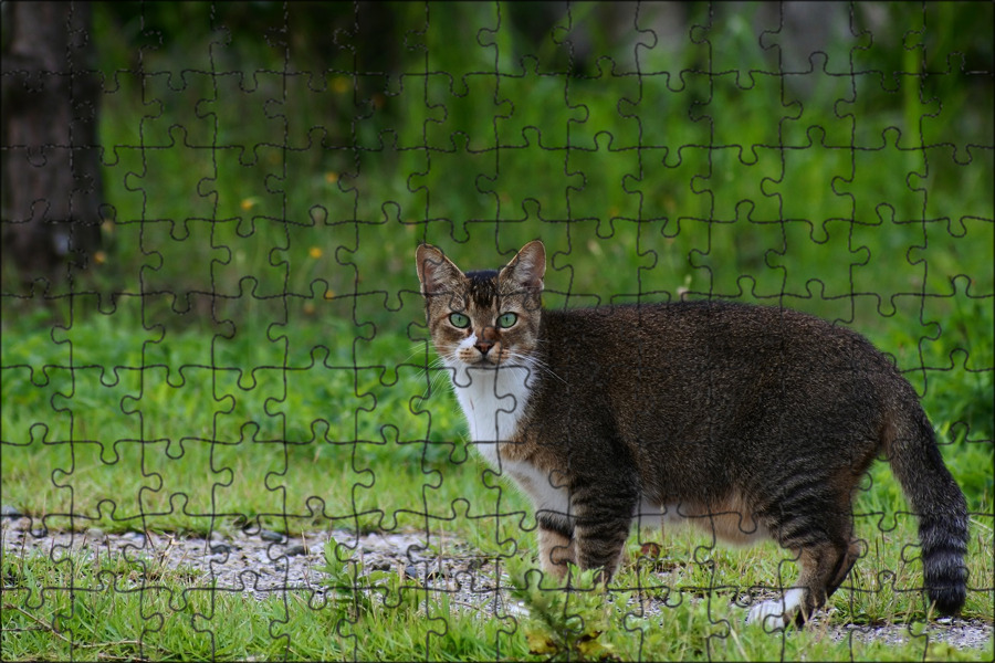 Курдюк у кота