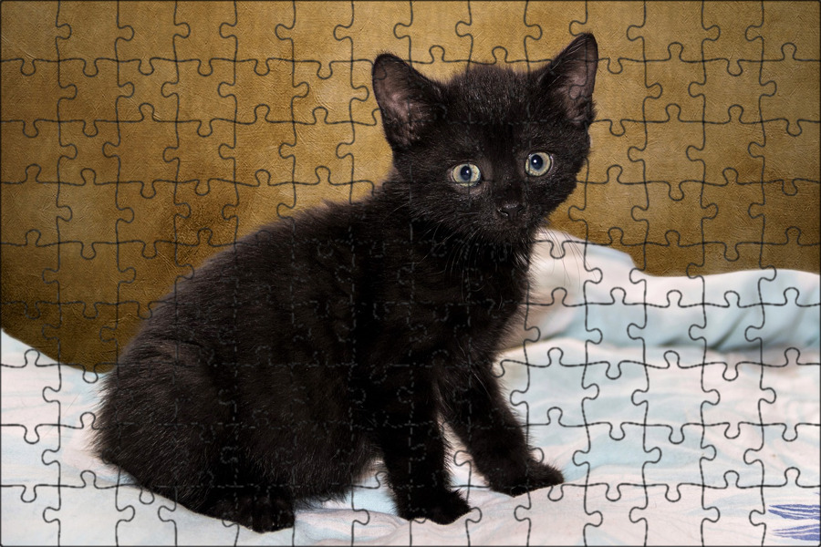 76 черный. Черный гладкошерстный котенок. Черные маленькие котята гладкошерстные. Черные гладкошерстные котята 1 месяц. Котята гладкошерстные бело коричневые.