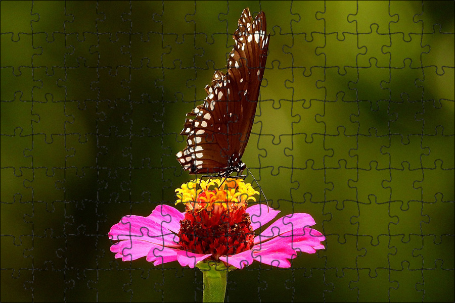 Цветок butterfly. Бабочка на гербере. Бабочки Гербера. Бабочка на гербере фото. Бабочки на герберах футаж