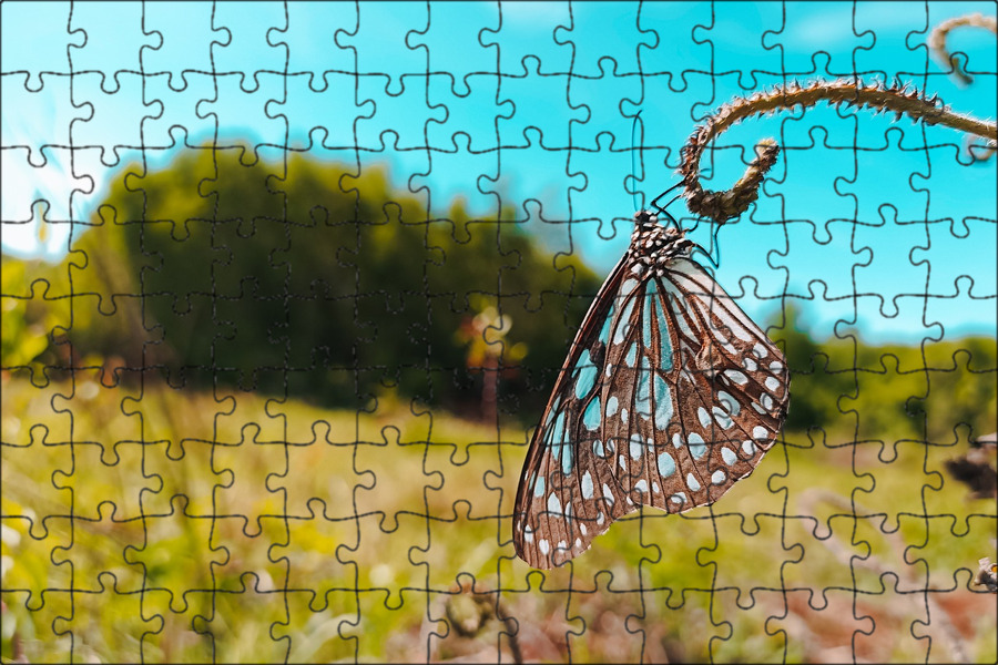 Fetching butterflies pixwox. Бабочка ассоциации. Fetching_Butterflies. Kupu Kupu Fern. Kapalak