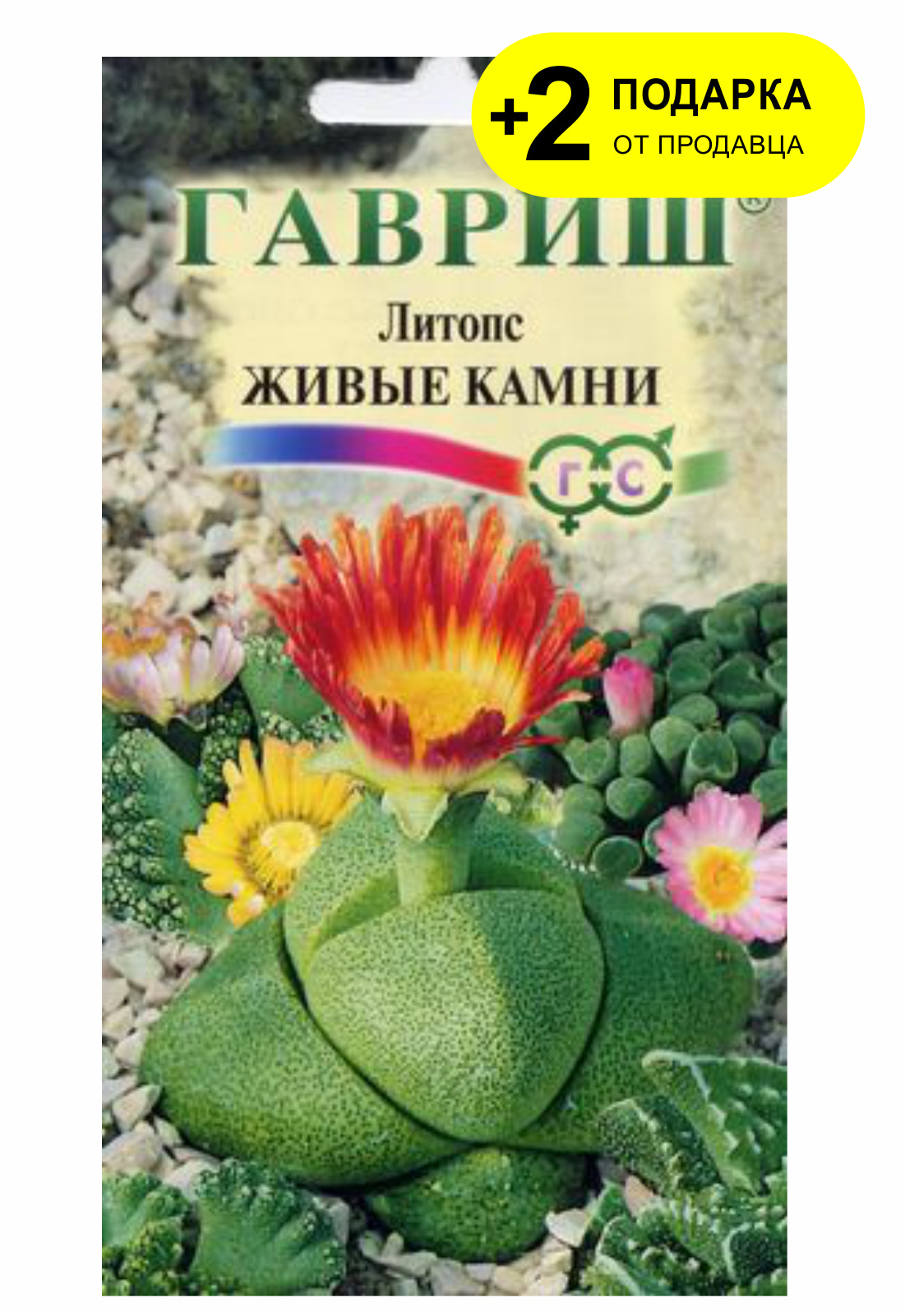 Семена комнатных растений. Литопс живые камни Гавриш. Семена литопсов Гавриш. Литопс Джезин Гавриш. Литопс живые камни 5 шт.