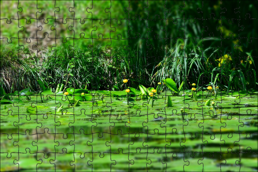 Желтые кувшинки плавали в стоячей воде сочинение. Yellow Water. Green Water. Лесной пруд фото высокого разрешения. Обои на рабочий стол зеленые листья водоем и кувшин.