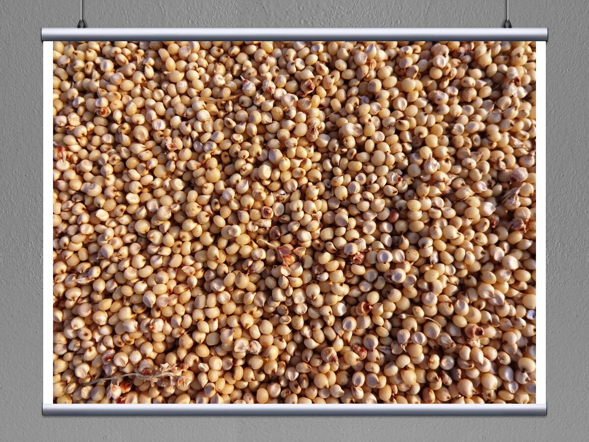 Сорго албанус. Сорго джугара. Сорго зерновое семена. Сорго сахарное дебют. Сорго кормовое семена.