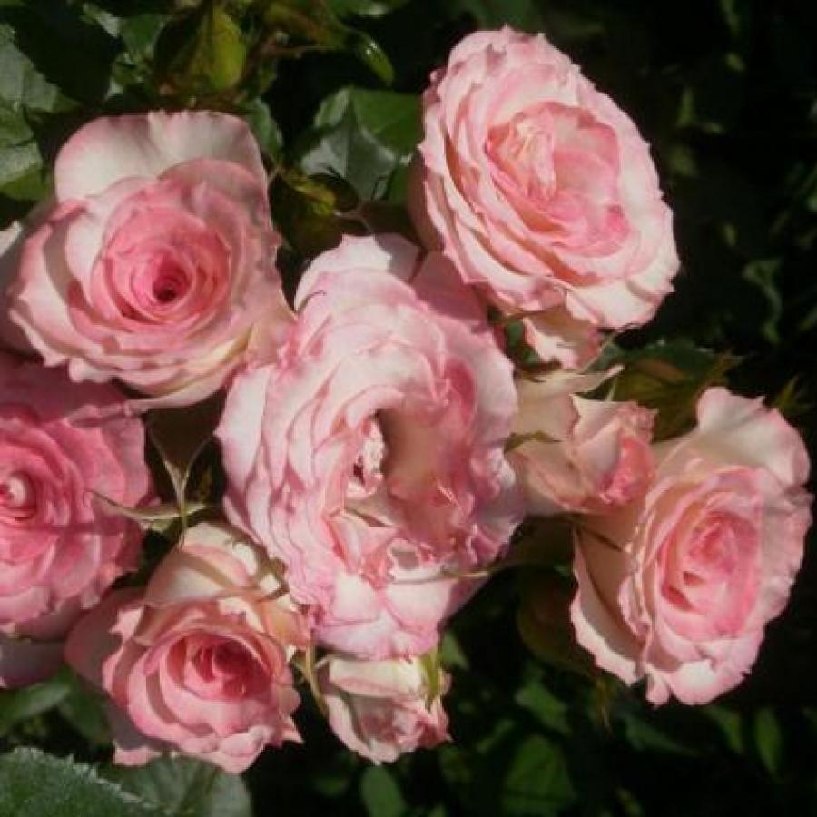 Каталог посадочного материала. Все сорта интернет магазин растений. Все сорта магазин. Интернет магазин все сорта каталог. Ру.