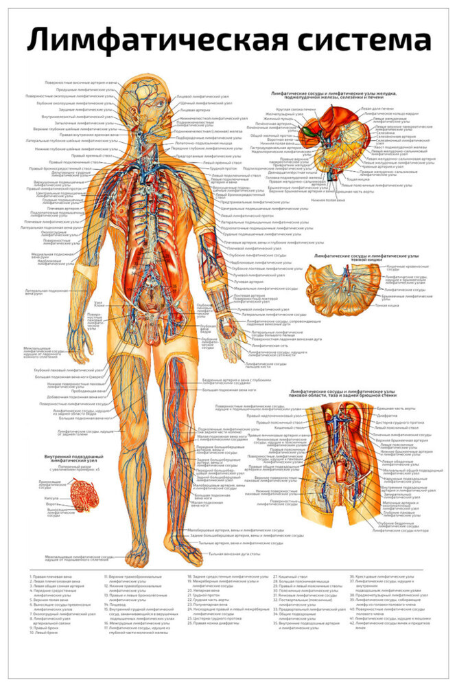 Лимфатическая система фото человека схема